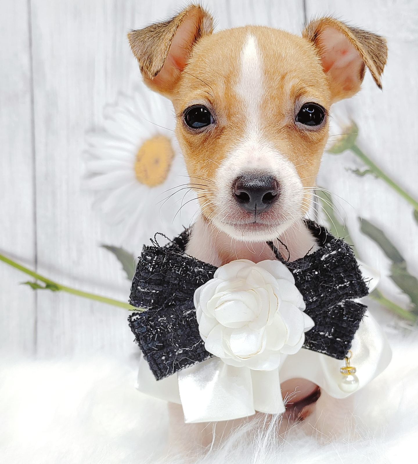 Jack Russell Terrier 杰克罗素梗