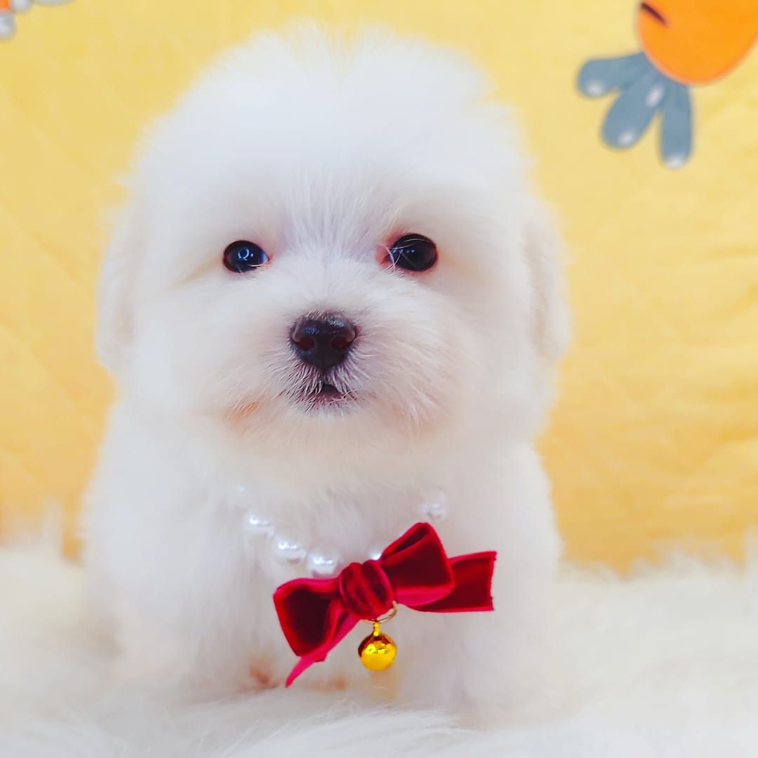 Maltipoo 马尔泰迪