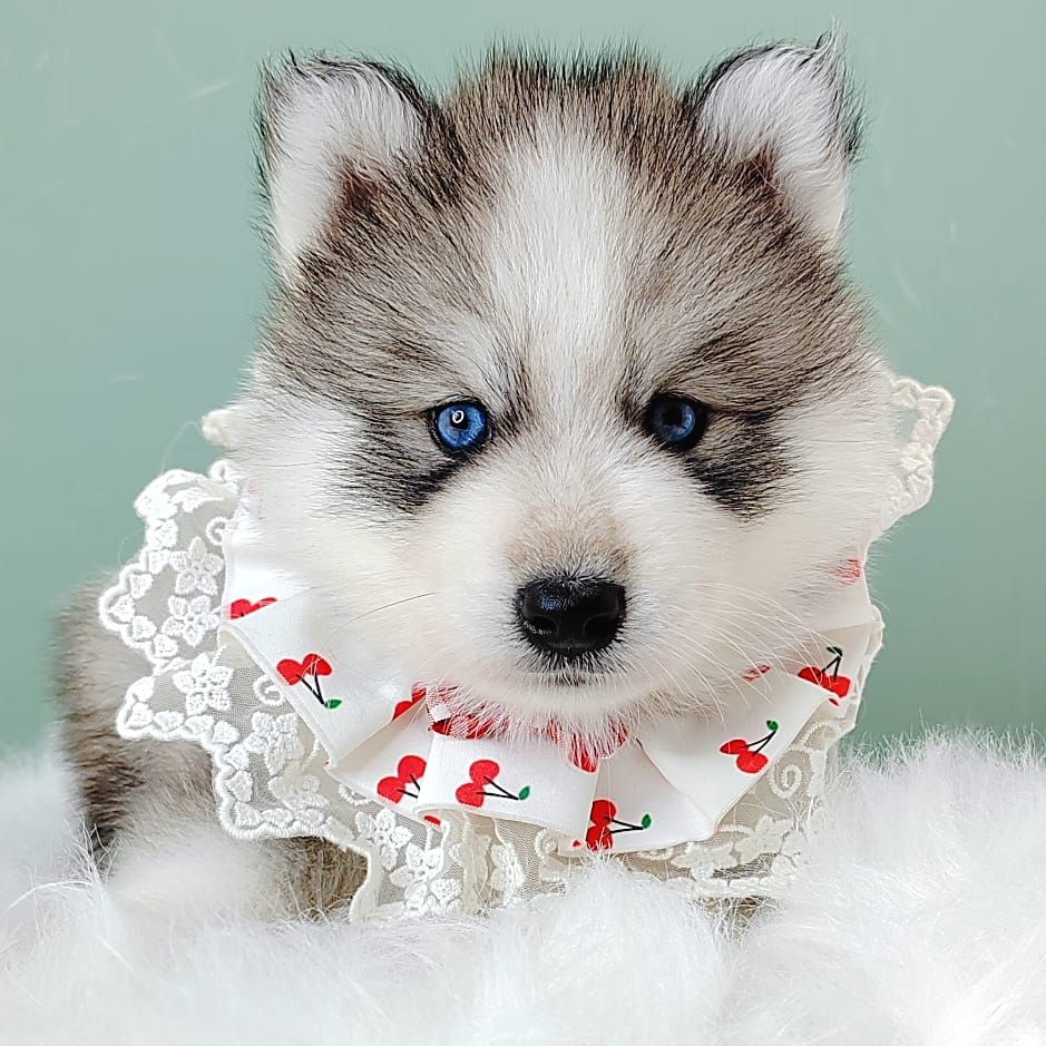 Wooly Husky 哈士奇