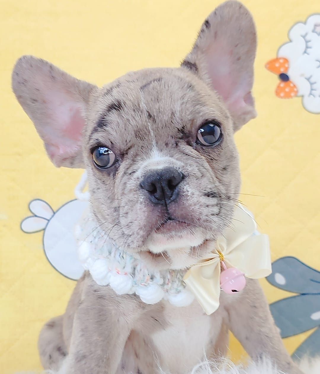 French Bulldog 法斗