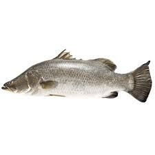 Frozen Seabass(Ikan Siakap) Supplier Malaysia | Cheong Vege