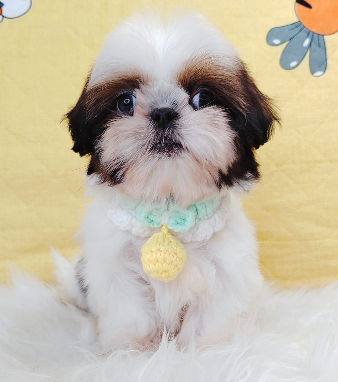 Shih Tzu 西施