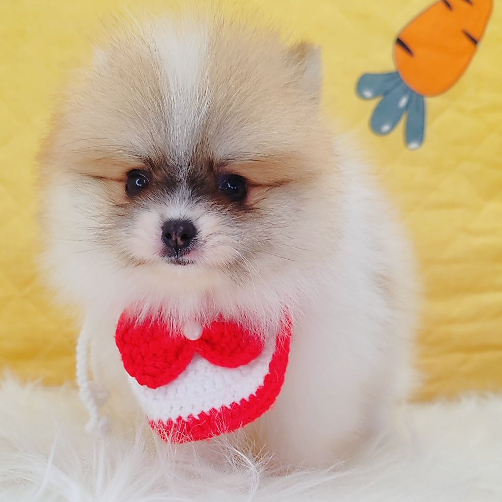 Pomeranian 博美
