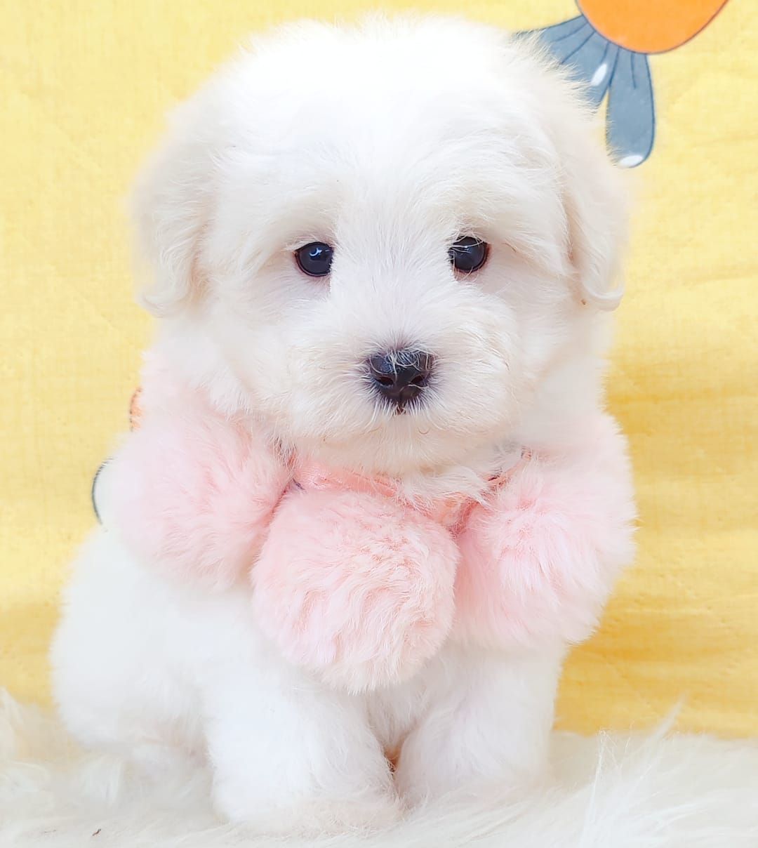 Maltipoo 马尔泰迪