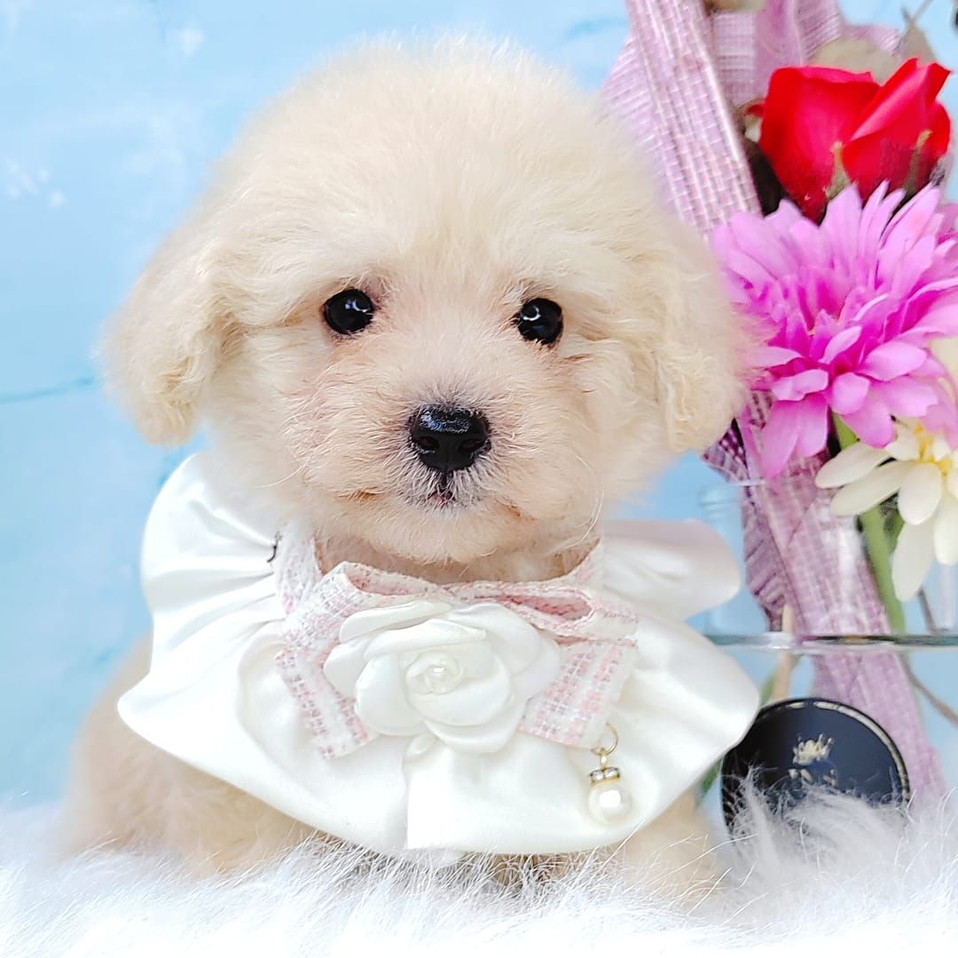 Poodle 娉拌开璐靛