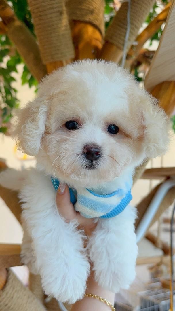 Poodle 娉拌开璐靛