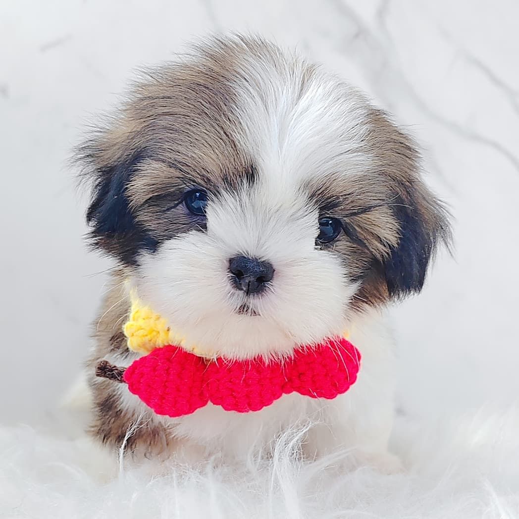 Shih Tzu 西施
