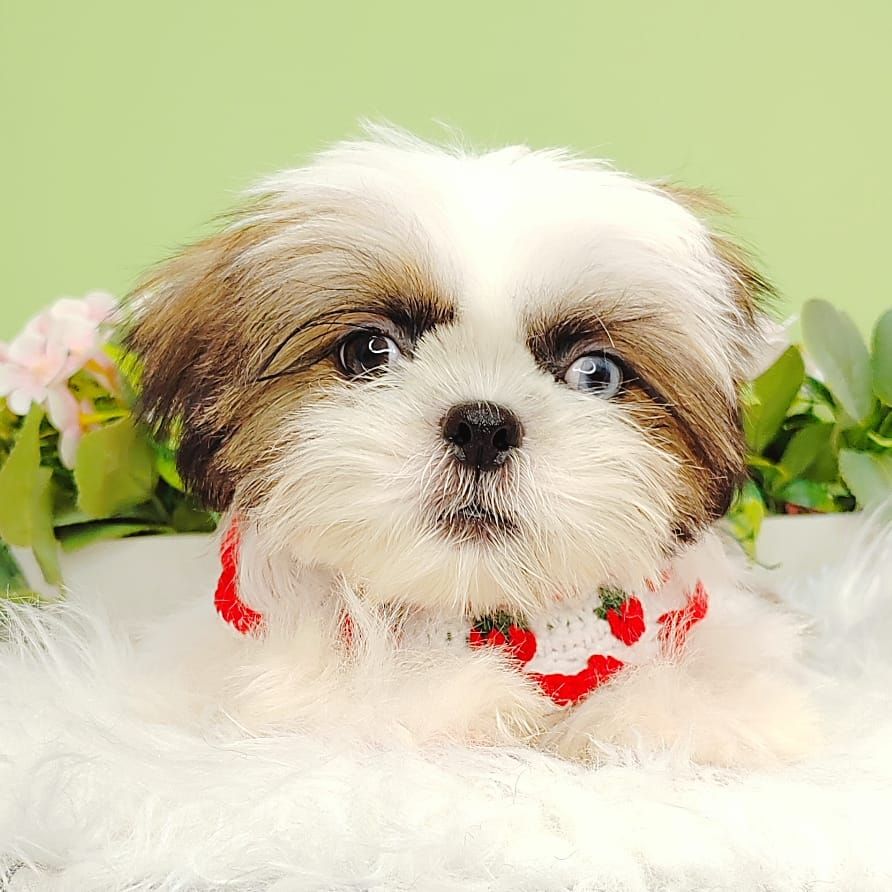 Shih Tzu 西施
