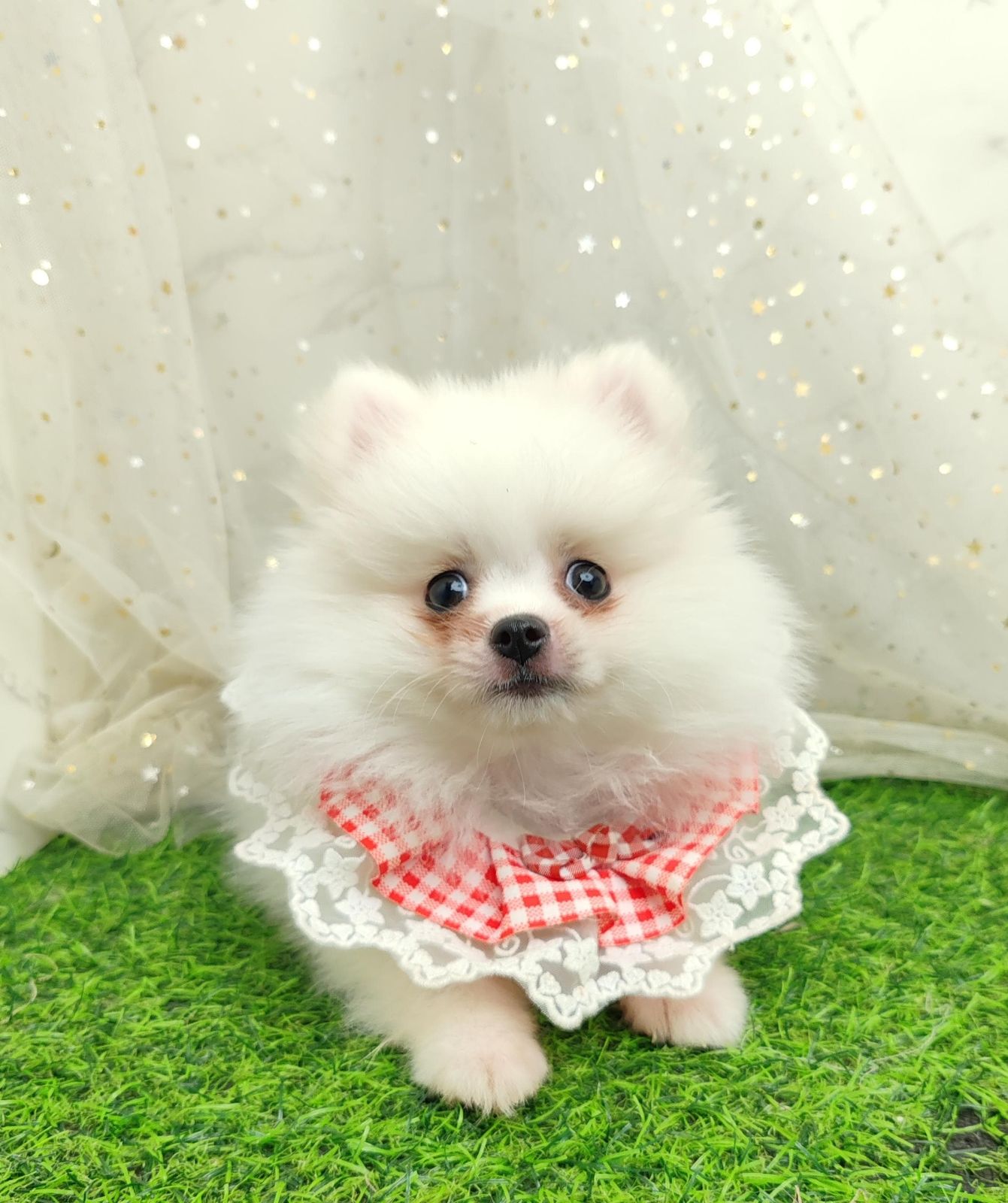 Pomeranian 博美