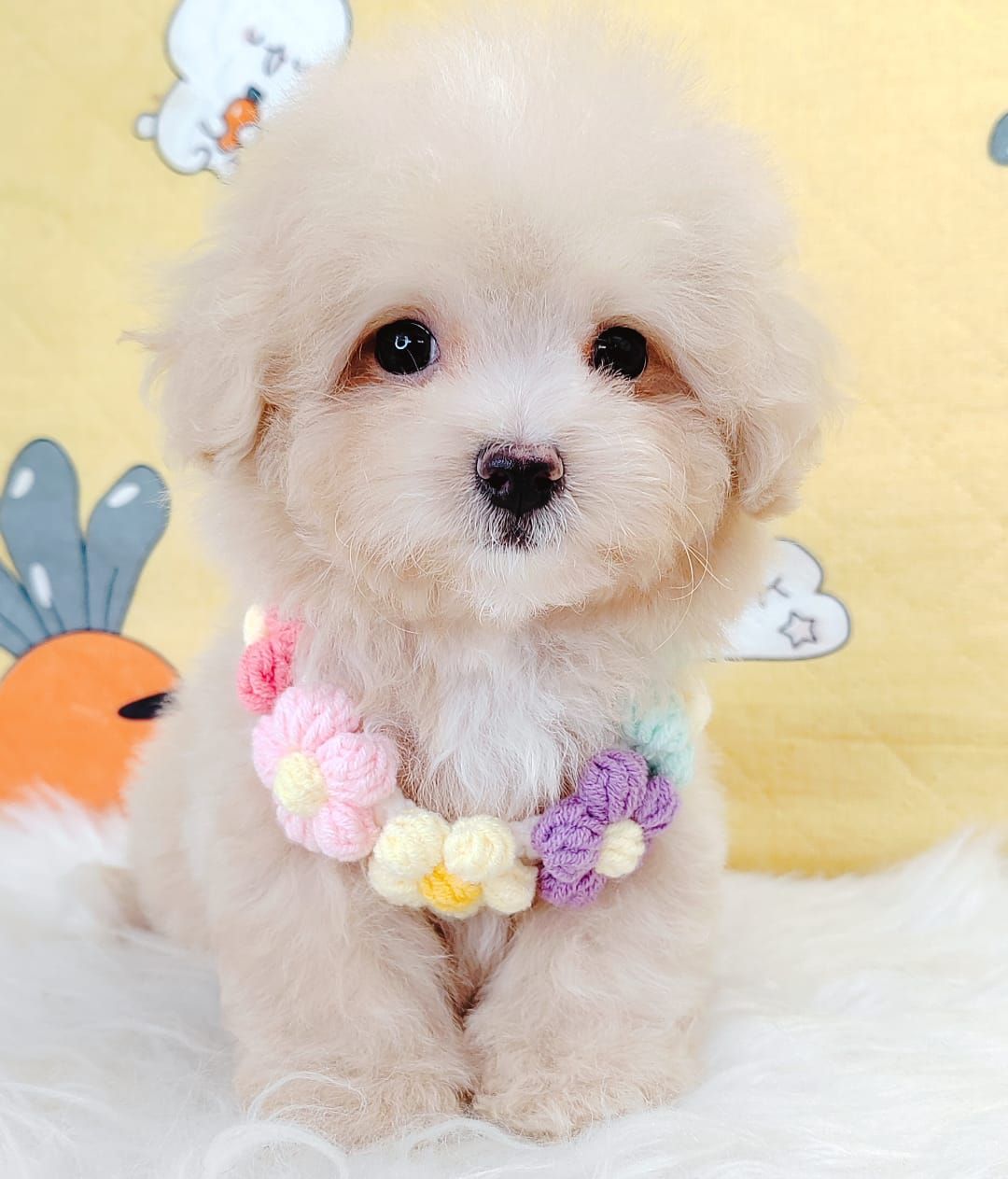 Maltipoo 马尔泰迪