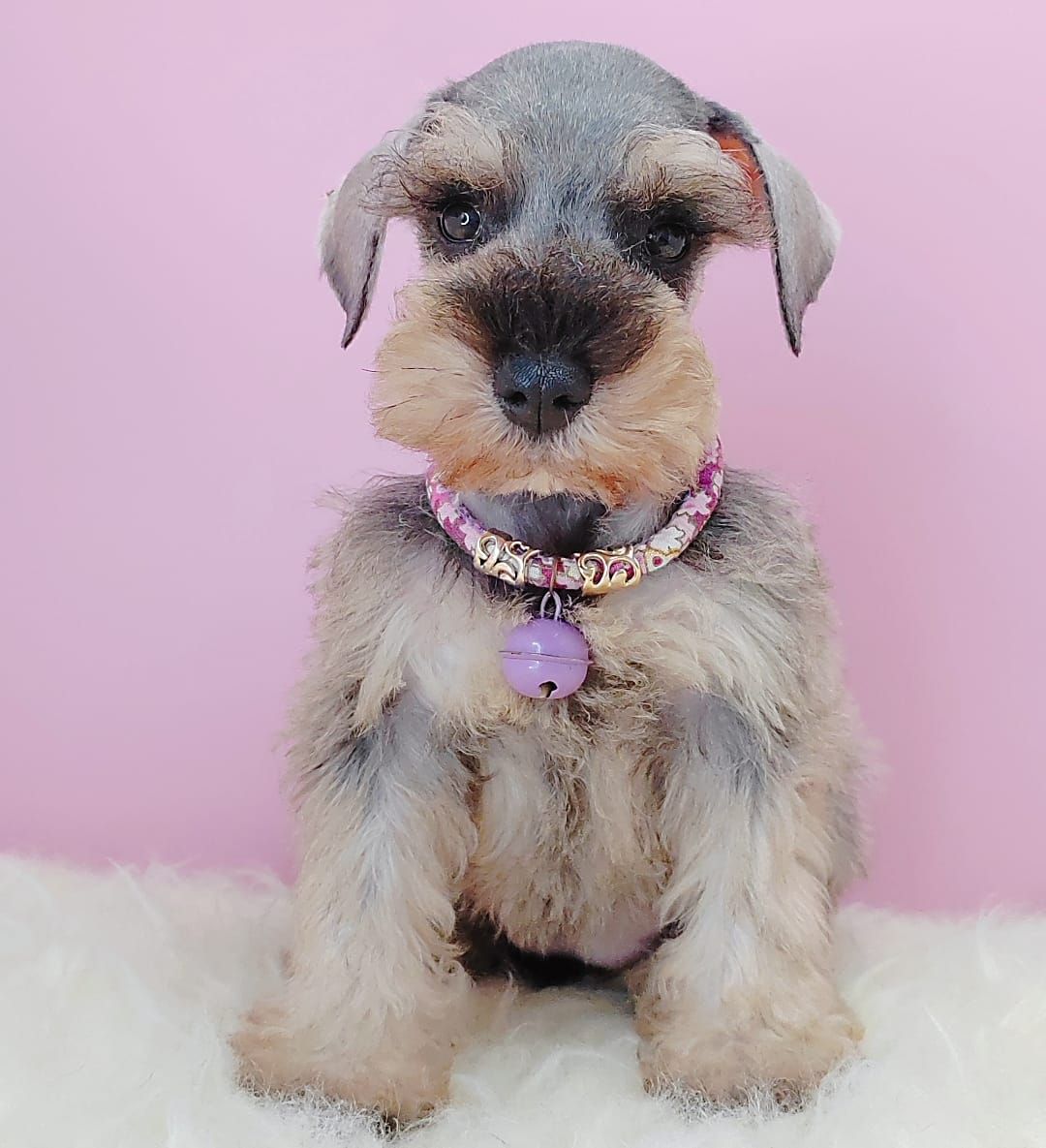 Schnauzer 雪纳瑞