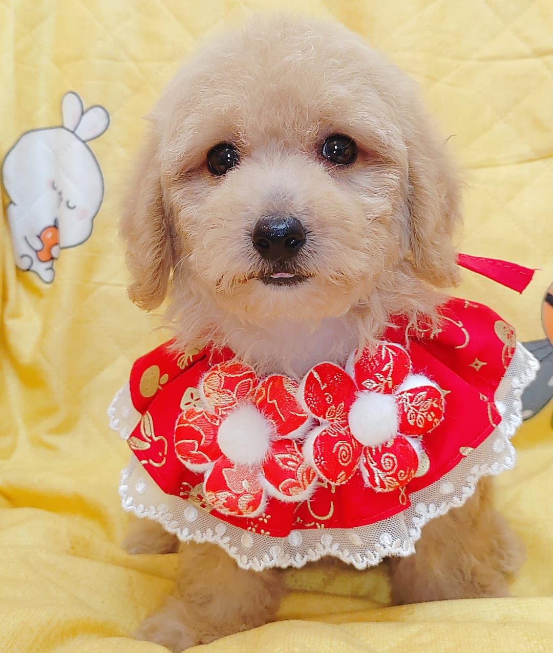  Poodle 娉拌开璐靛
