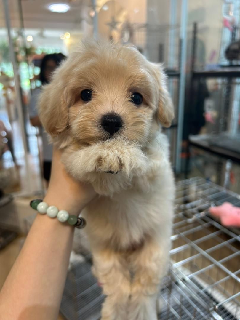 Maltipoo 马尔泰迪