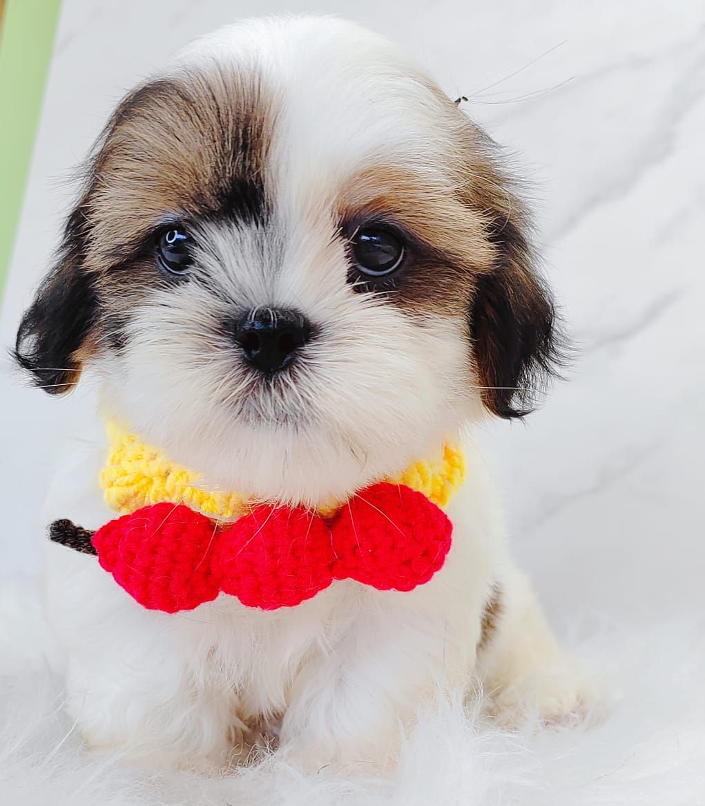 Shih Tzu 西施