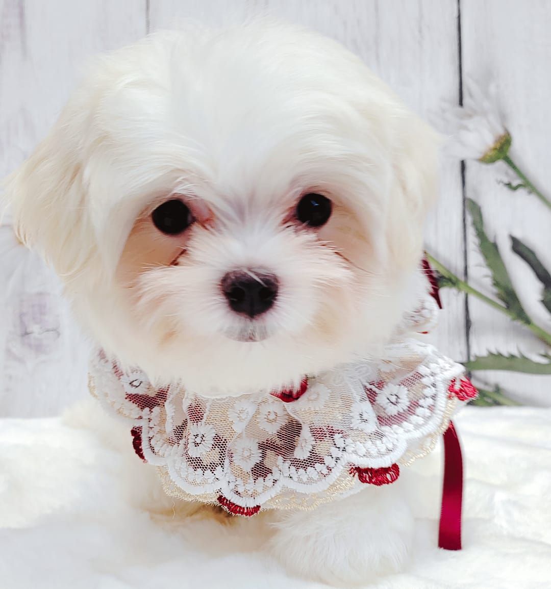 Maltese 马尔济斯