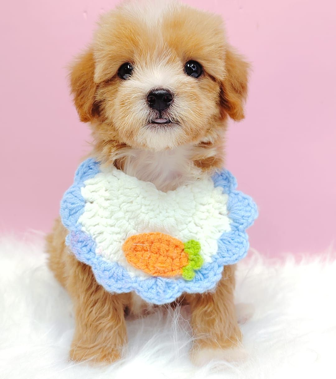 Maltipoo 马尔泰迪