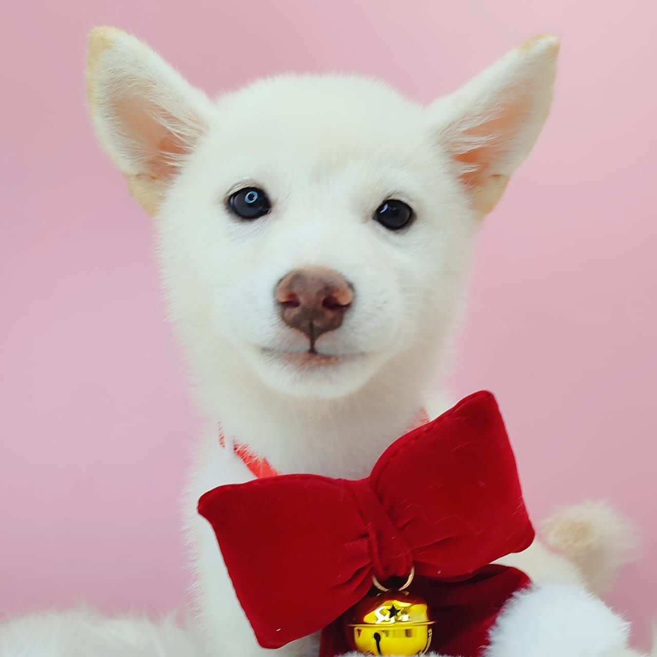 Shiba Inu 柴犬