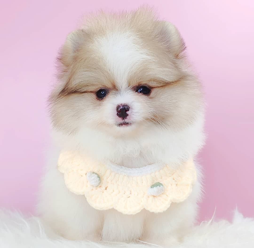 Pomeranian 博美