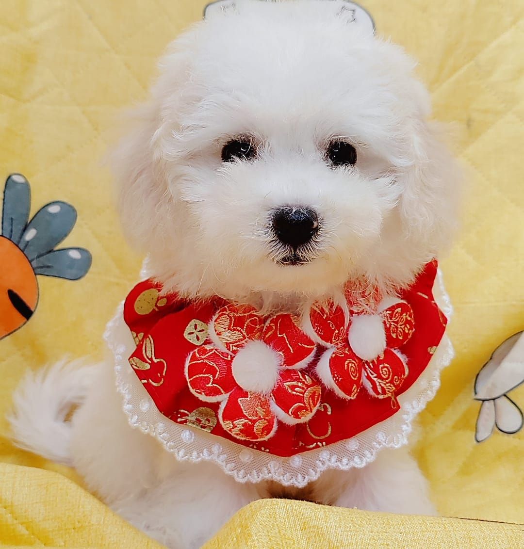 Maltipoo 马尔泰迪