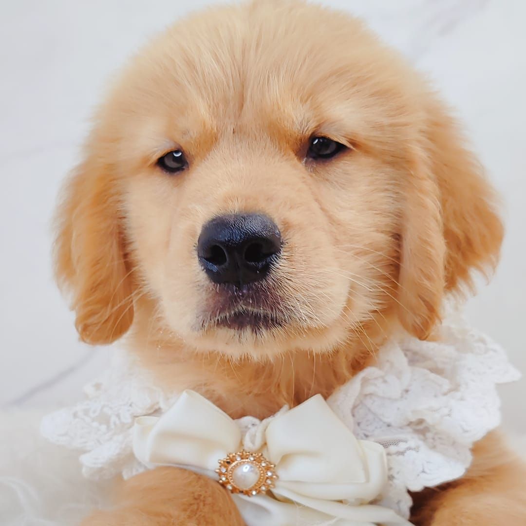 Golden Retriever 黄金猎犬