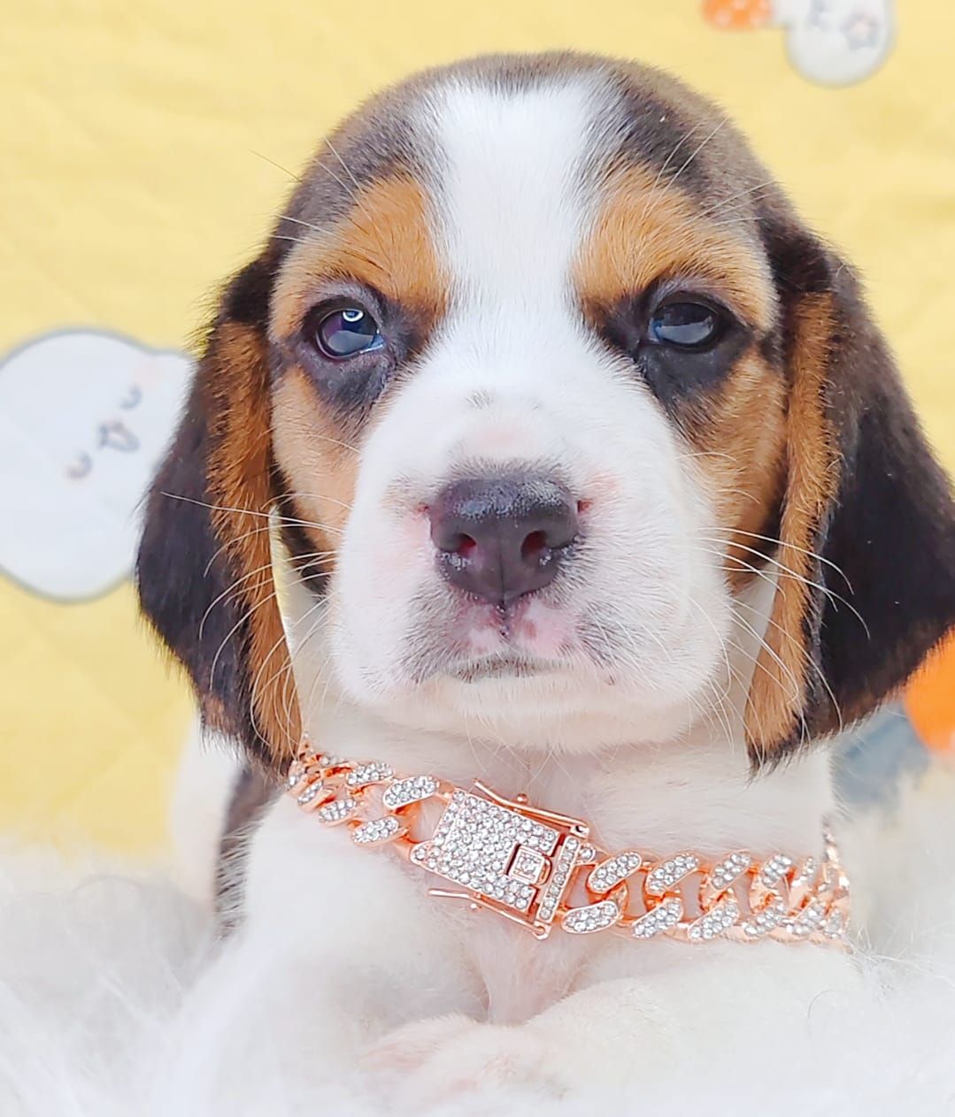 Beagle 米格鲁