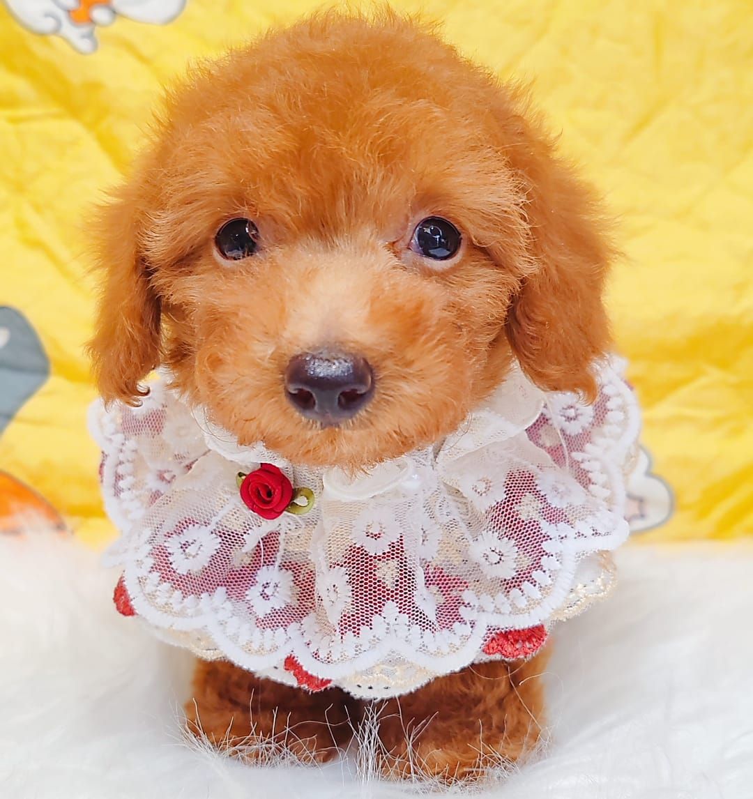 Poodle 娉拌开璐靛