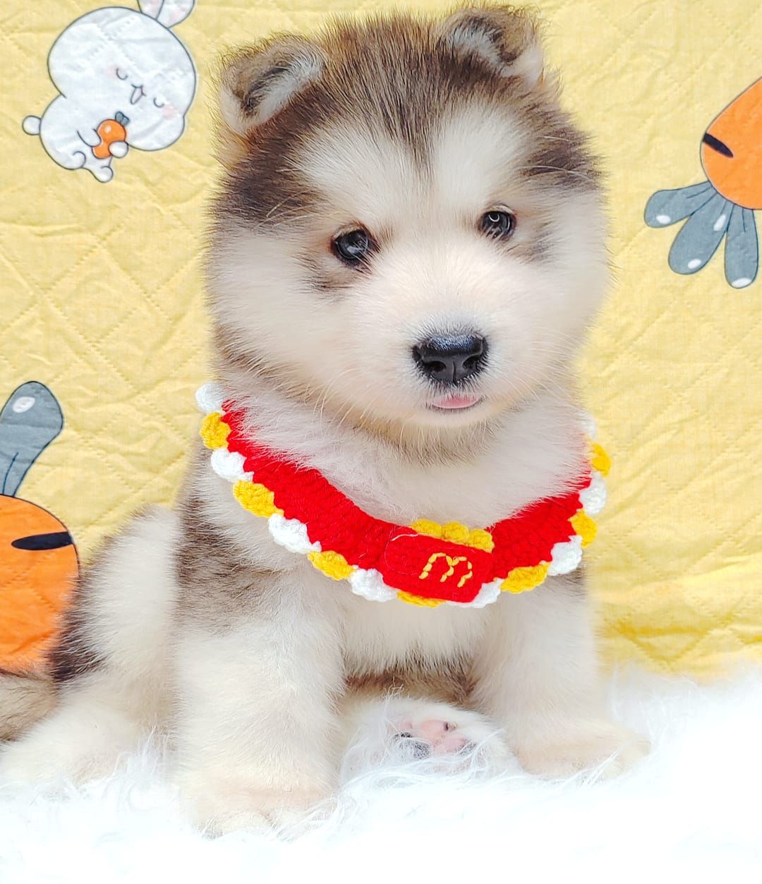 Alaskan Malamute 长毛哈士奇加阿拉斯加