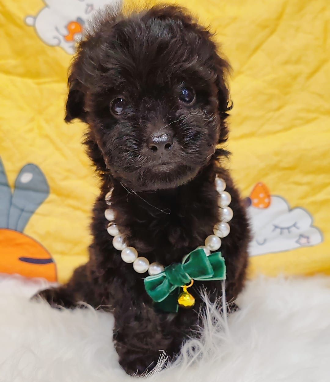 Poodle 娉拌开璐靛