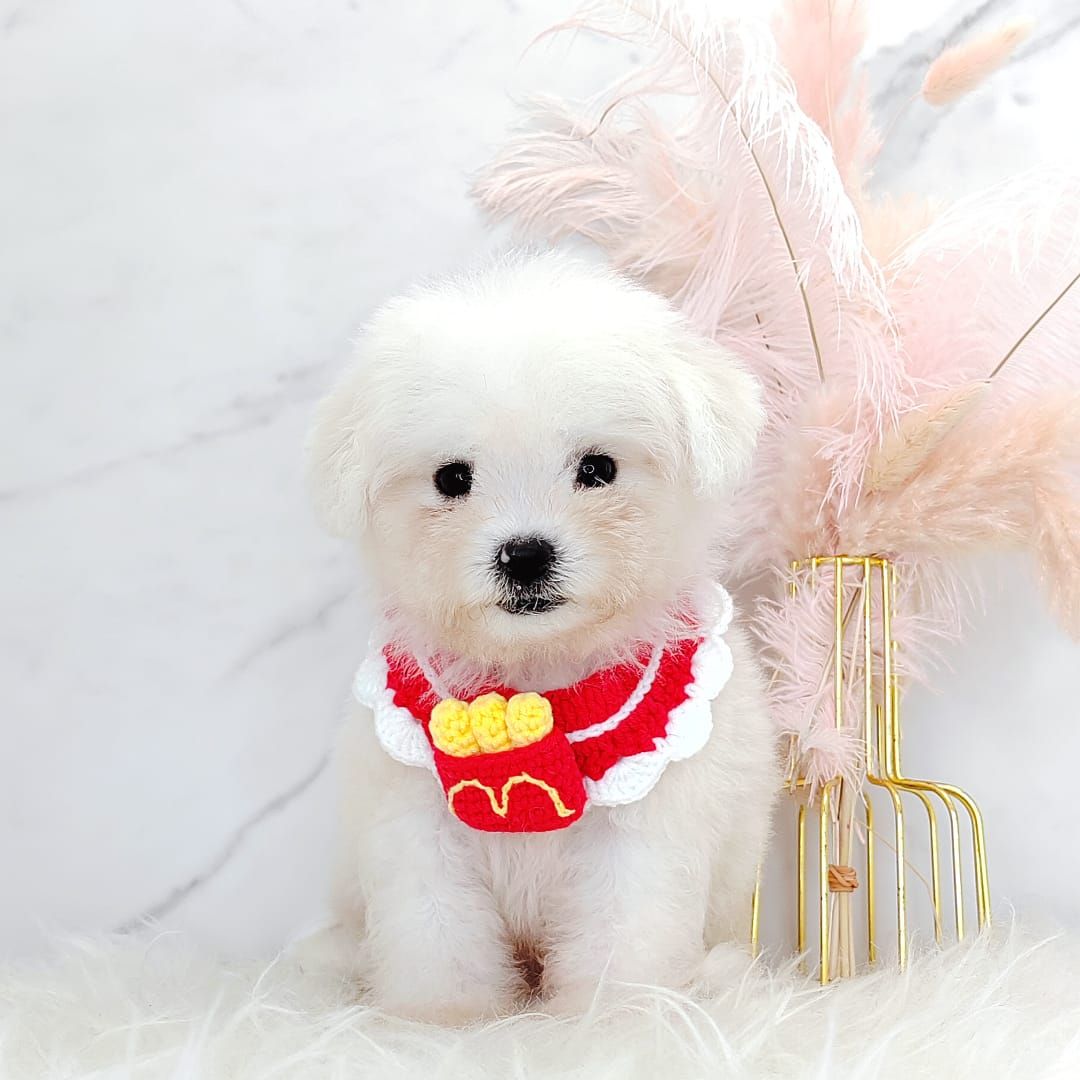 Bichon Frise 比熊