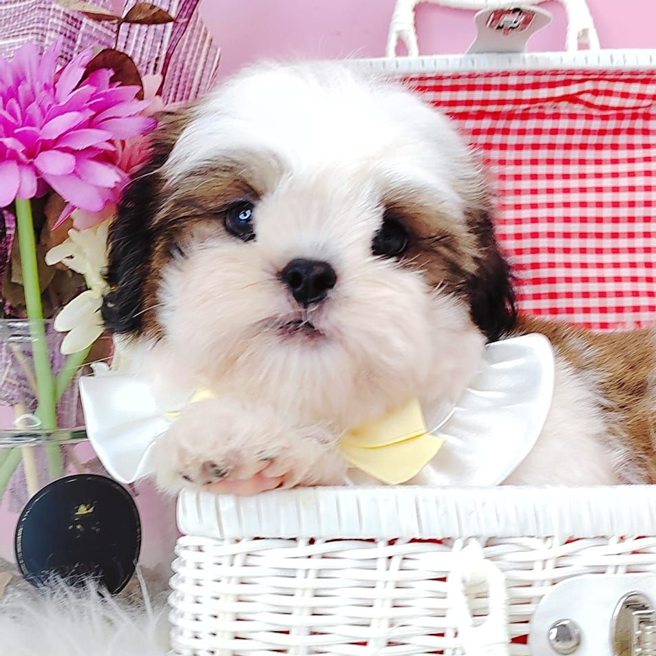 Shih Tzu 西施