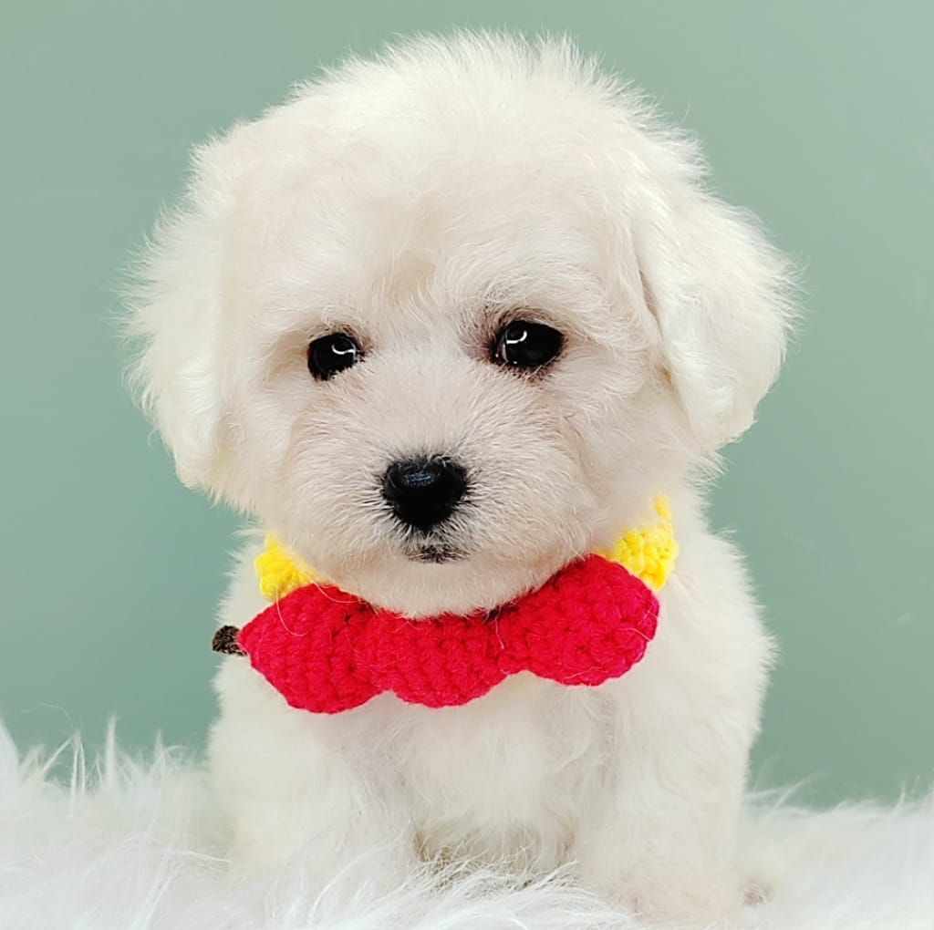 Bichon 比熊