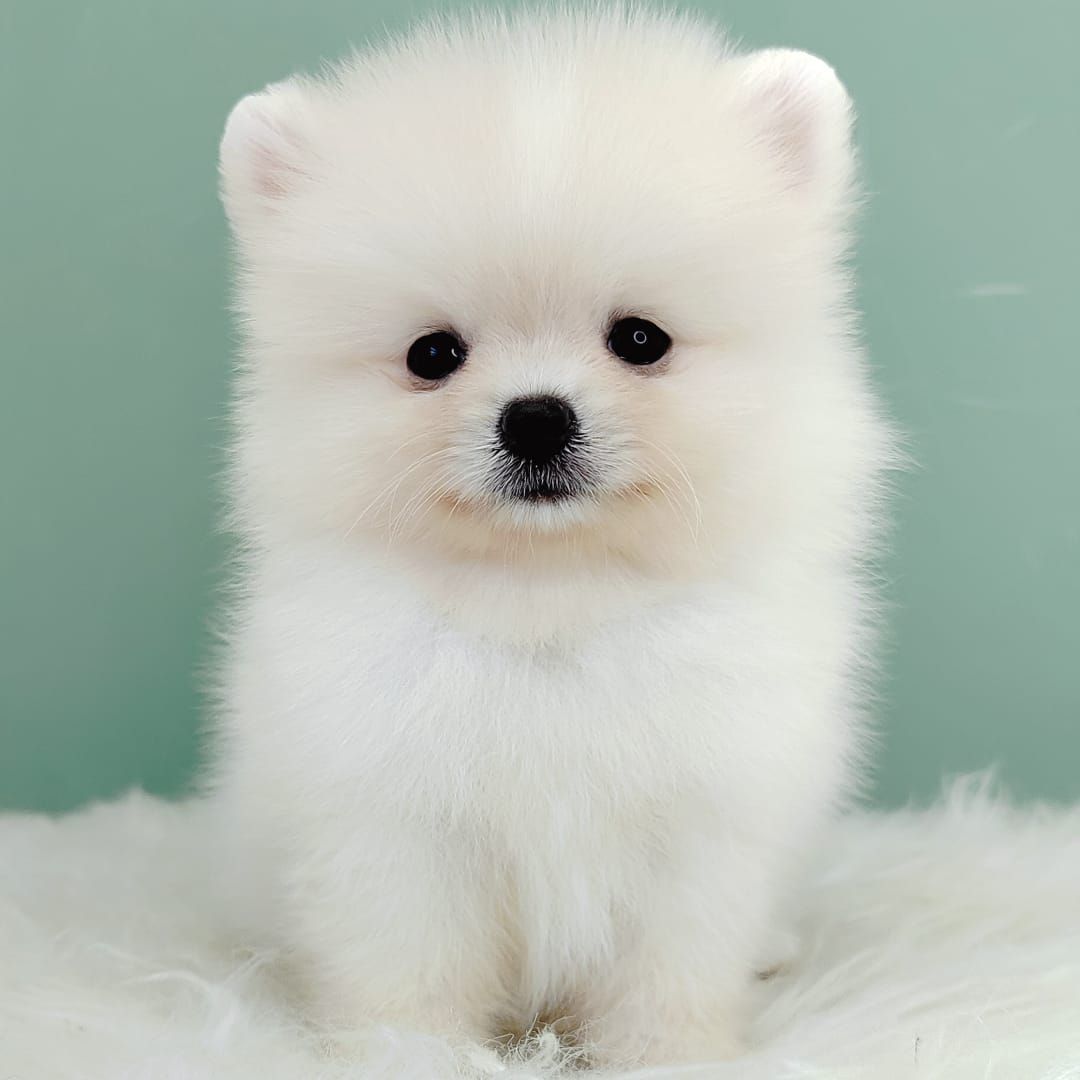Pomeranian 博美