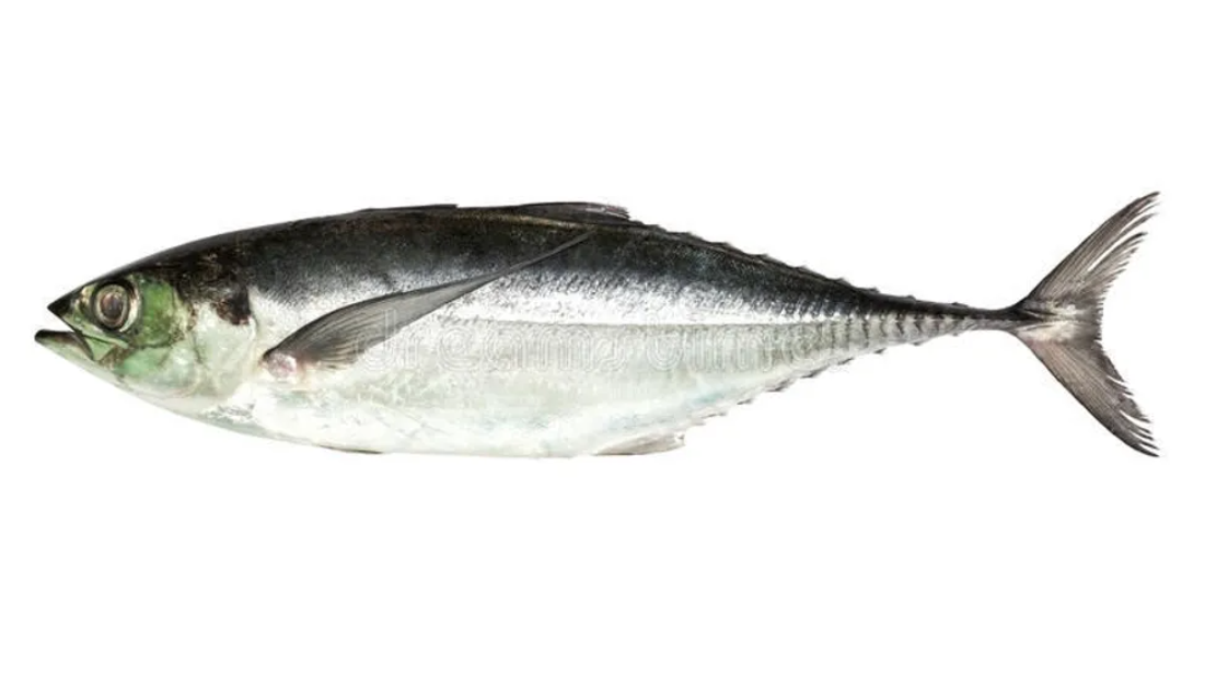 Frozen Torpedo Scad (Ikan Cencaru) Supplier Malaysia | Cheong Vege