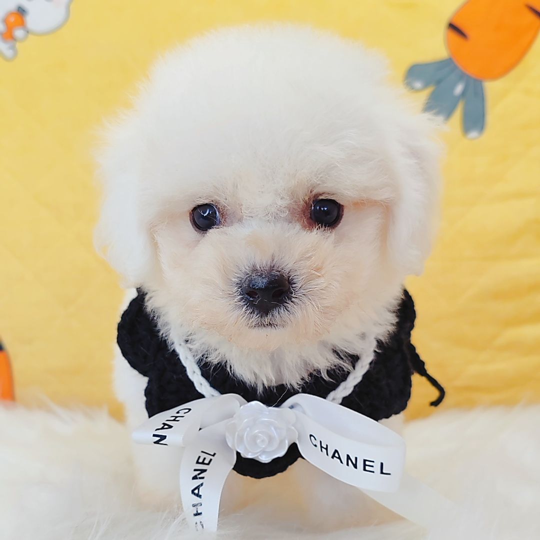 Bichon Frise 比熊