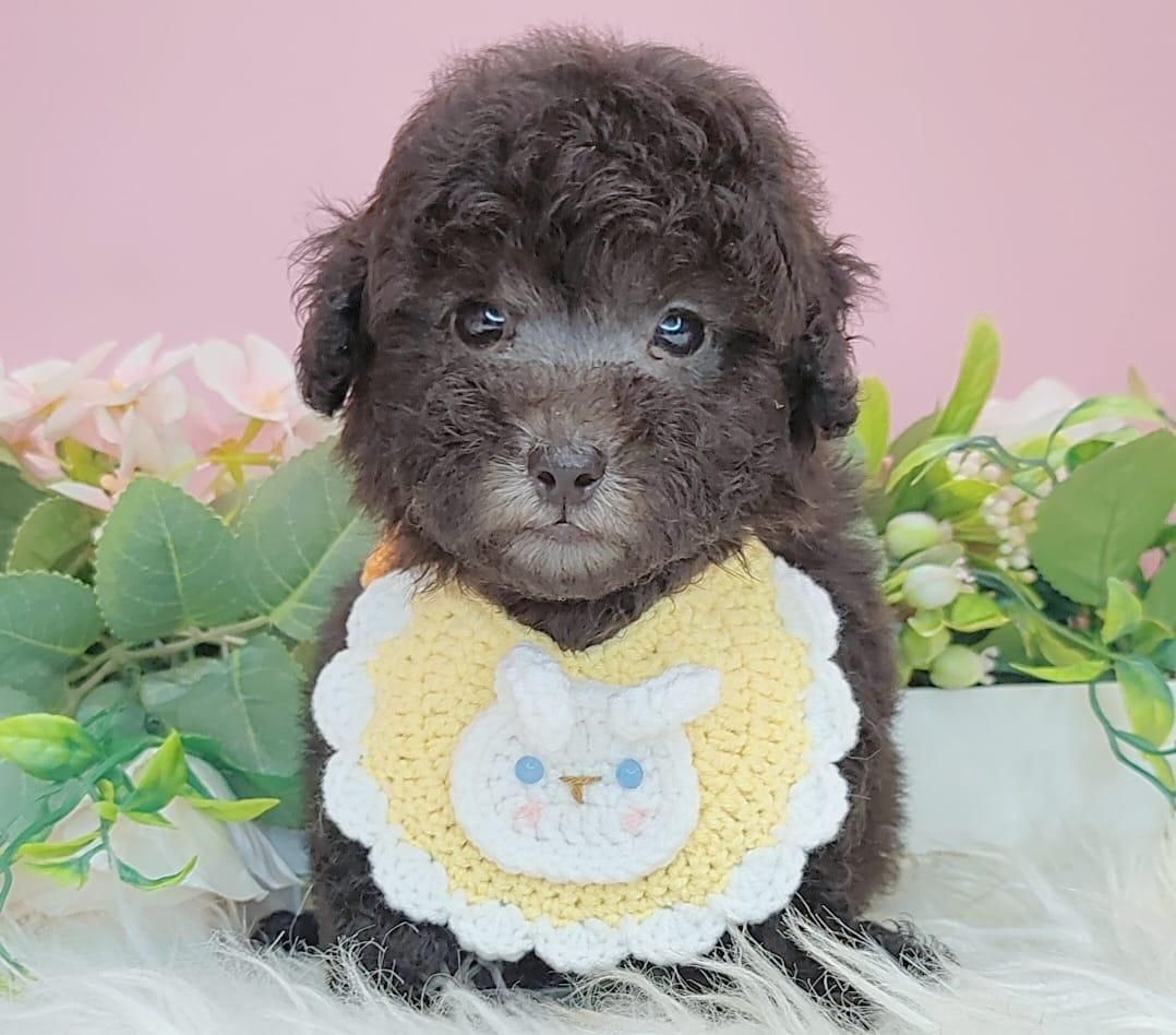 Poodle 娉拌开璐靛