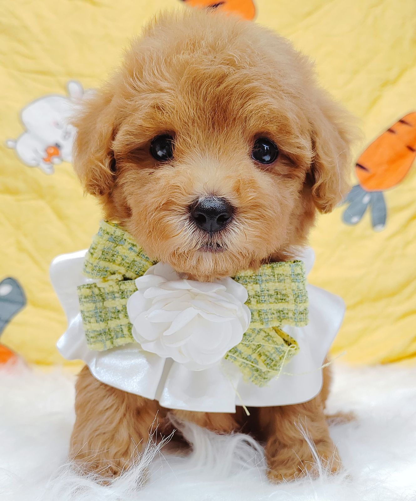 Maltipoo 马尔泰迪