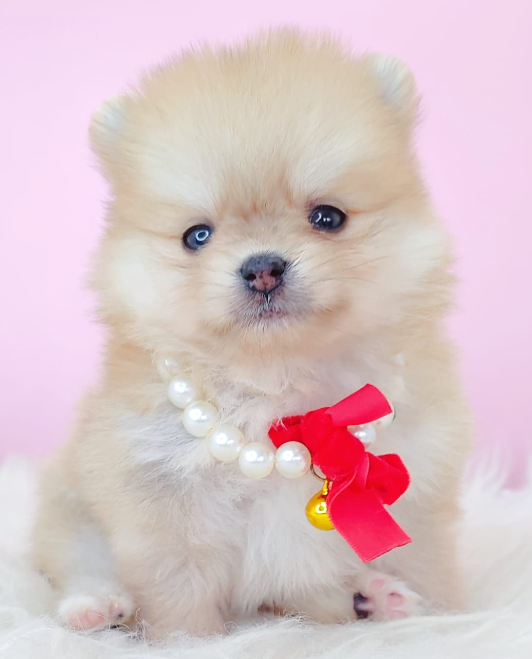 Pomeranian 博美