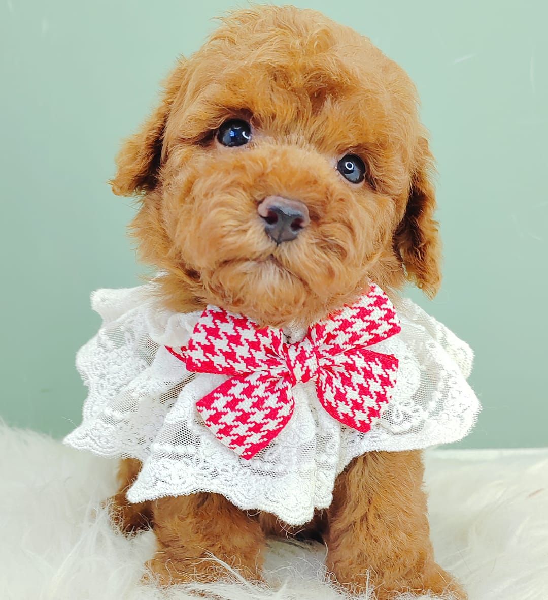 Poodle 娉拌开璐靛