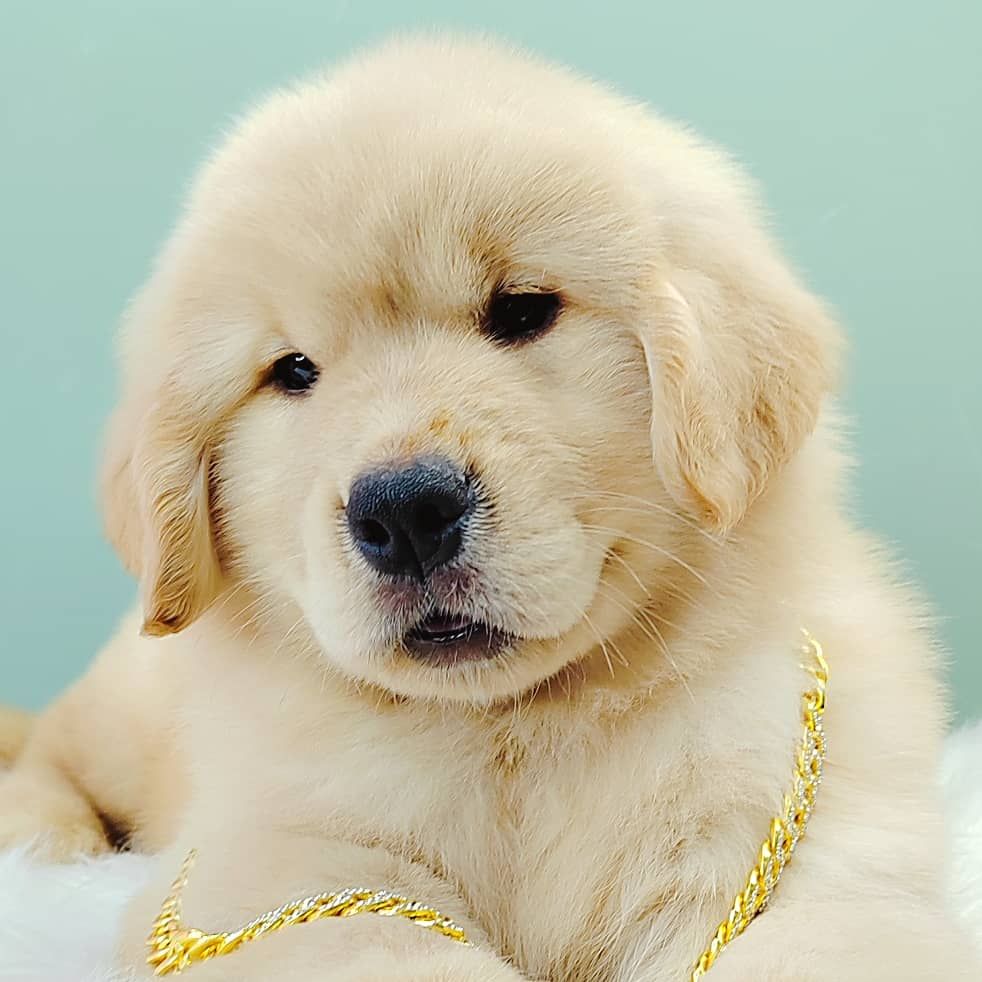 Golden Retriever 黄金猎犬