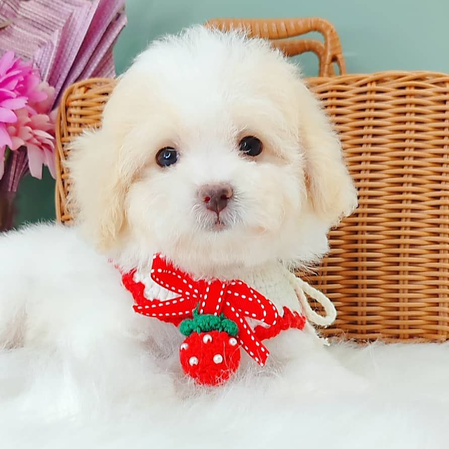 Poodle 娉拌开璐靛