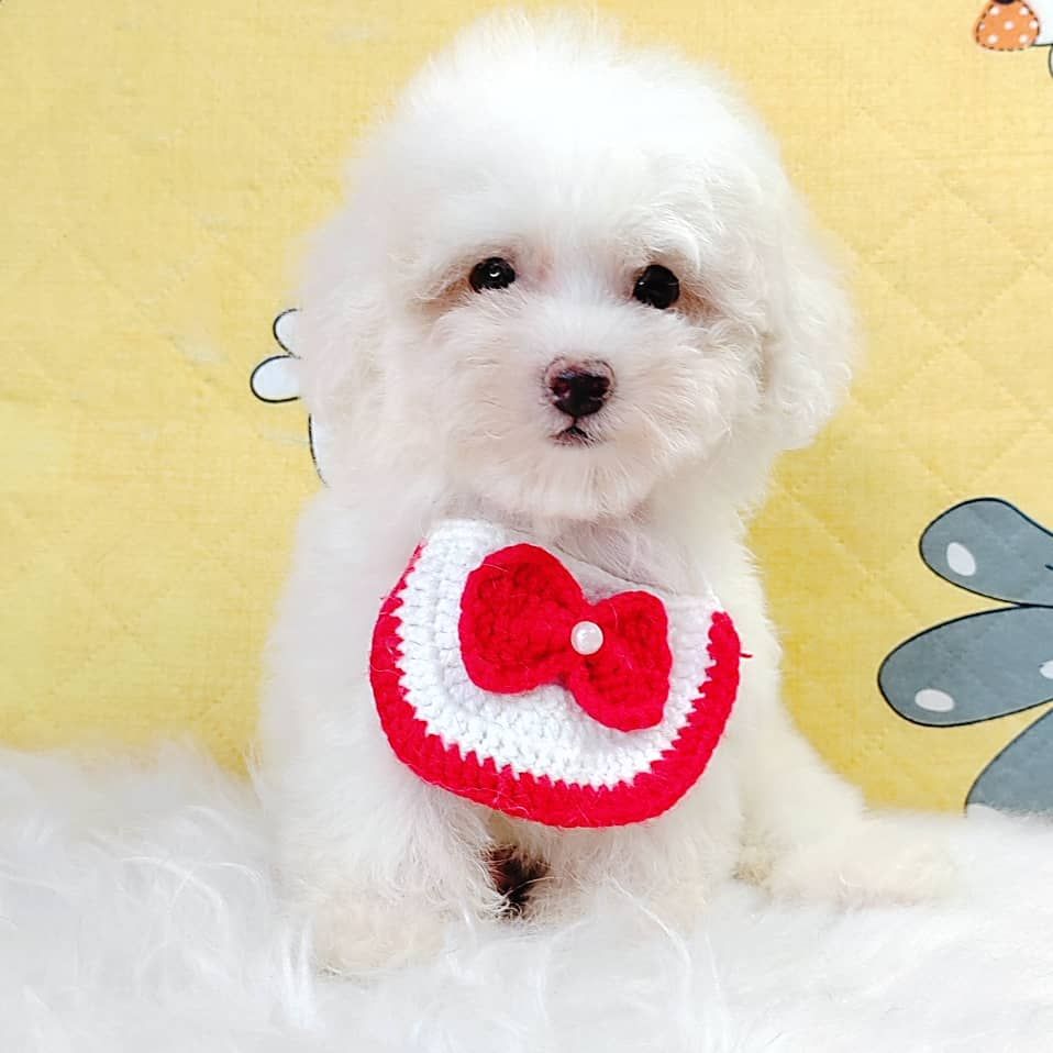 Poodle 娉拌开璐靛