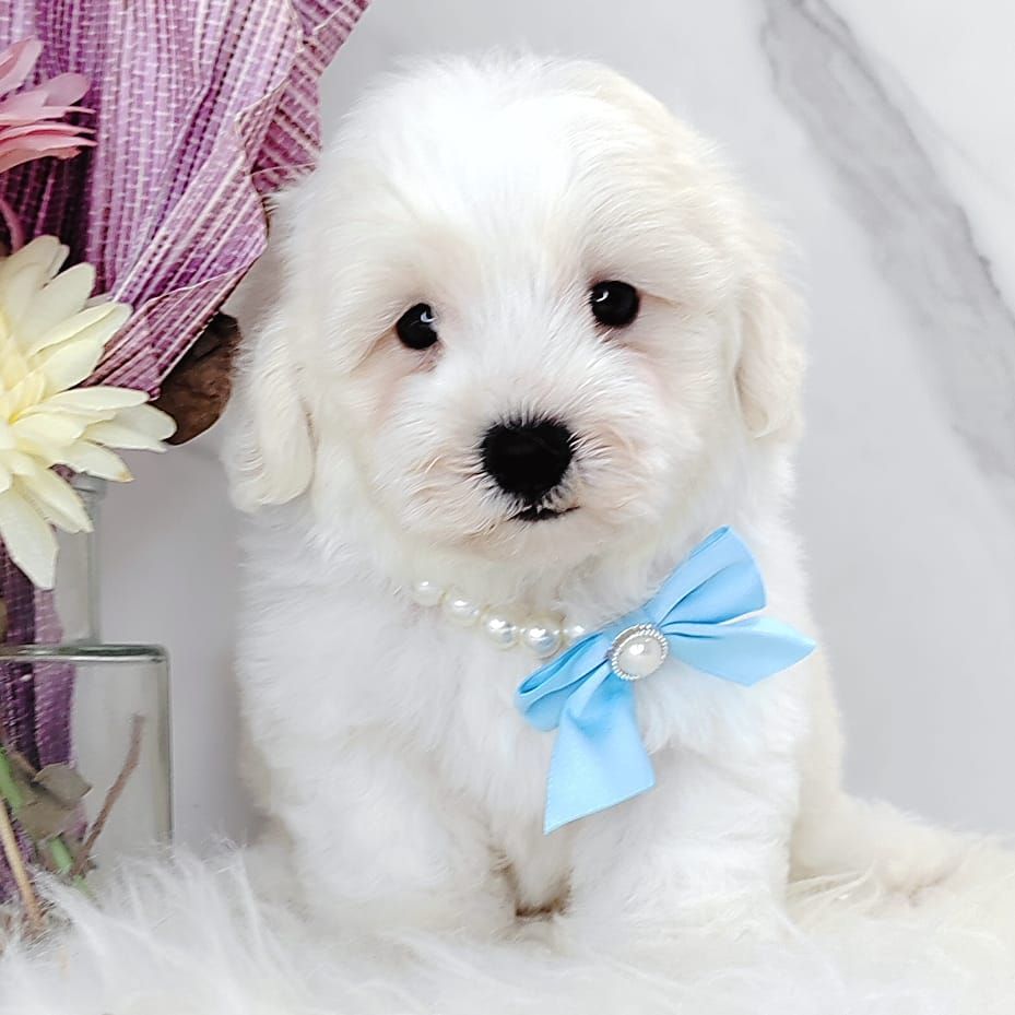 Maltipoo 马尔泰迪