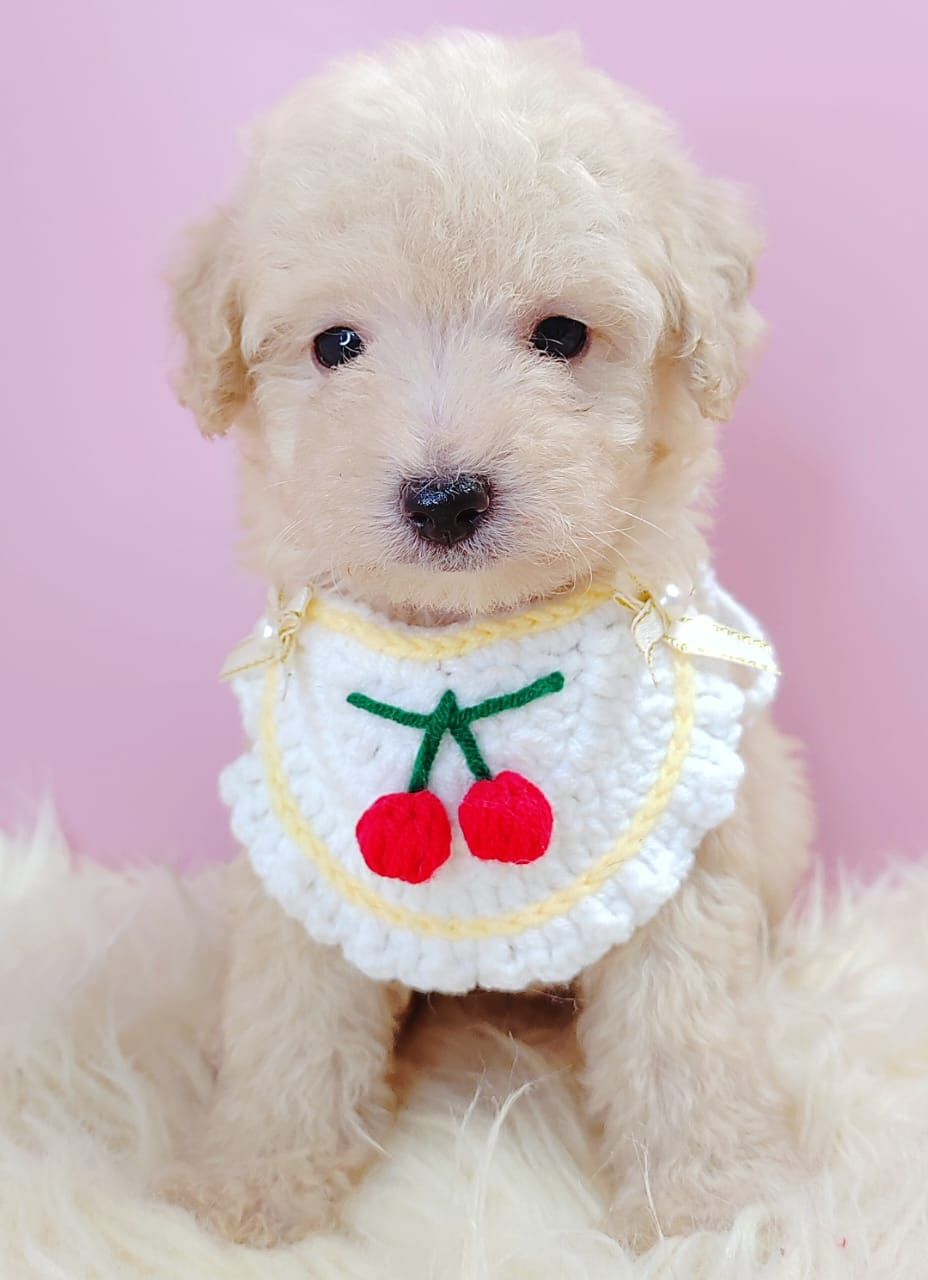 Poodle 娉拌开璐靛