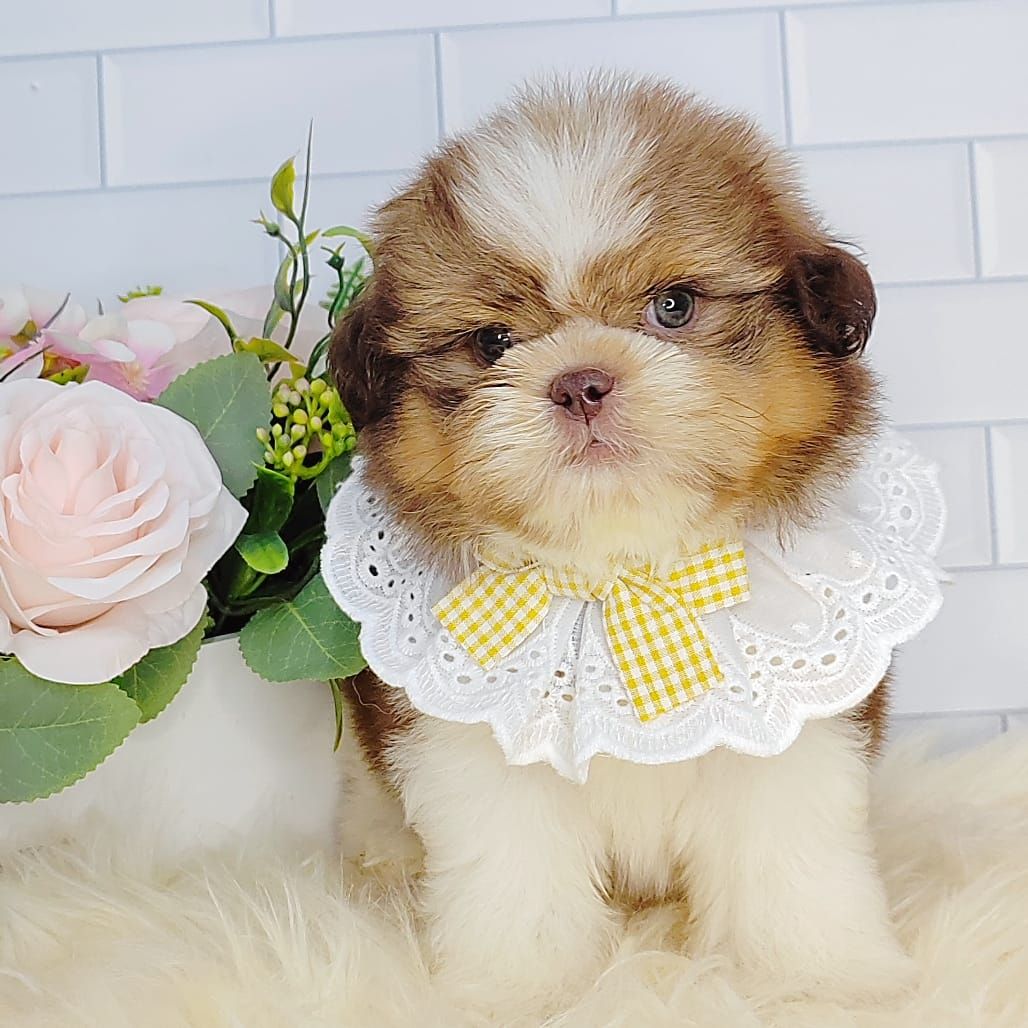 Shih Tzu 西施