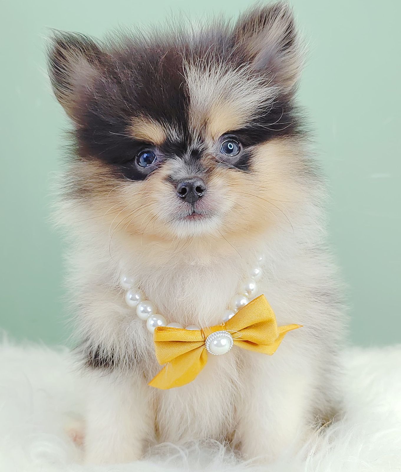 Pomeranian 博美