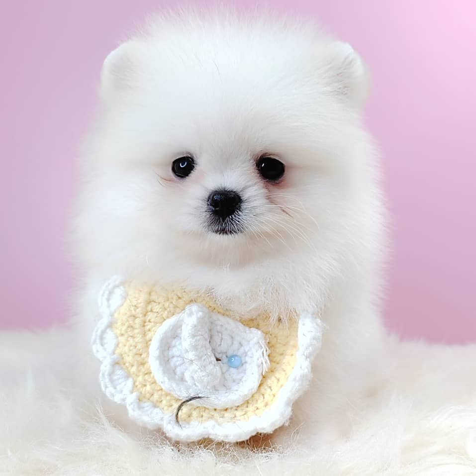 Pomeranian 博美