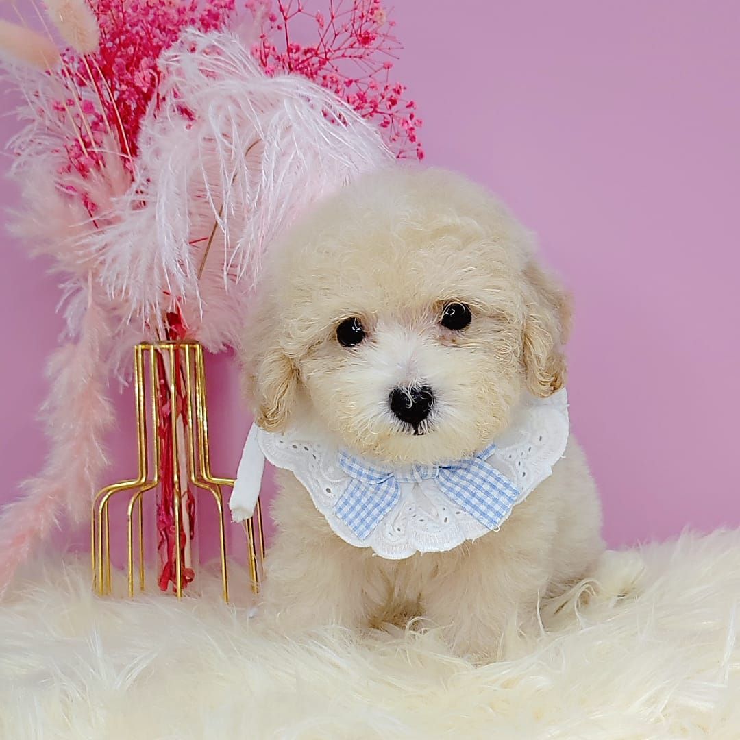 Poodle 娉拌开璐靛