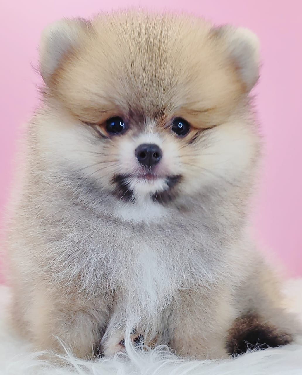 Pomeranian 博美