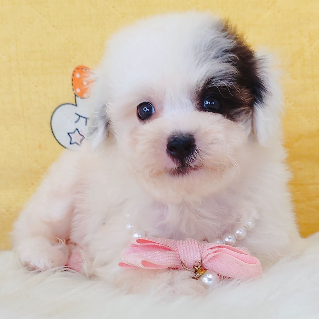 Poodle 娉拌开璐靛
