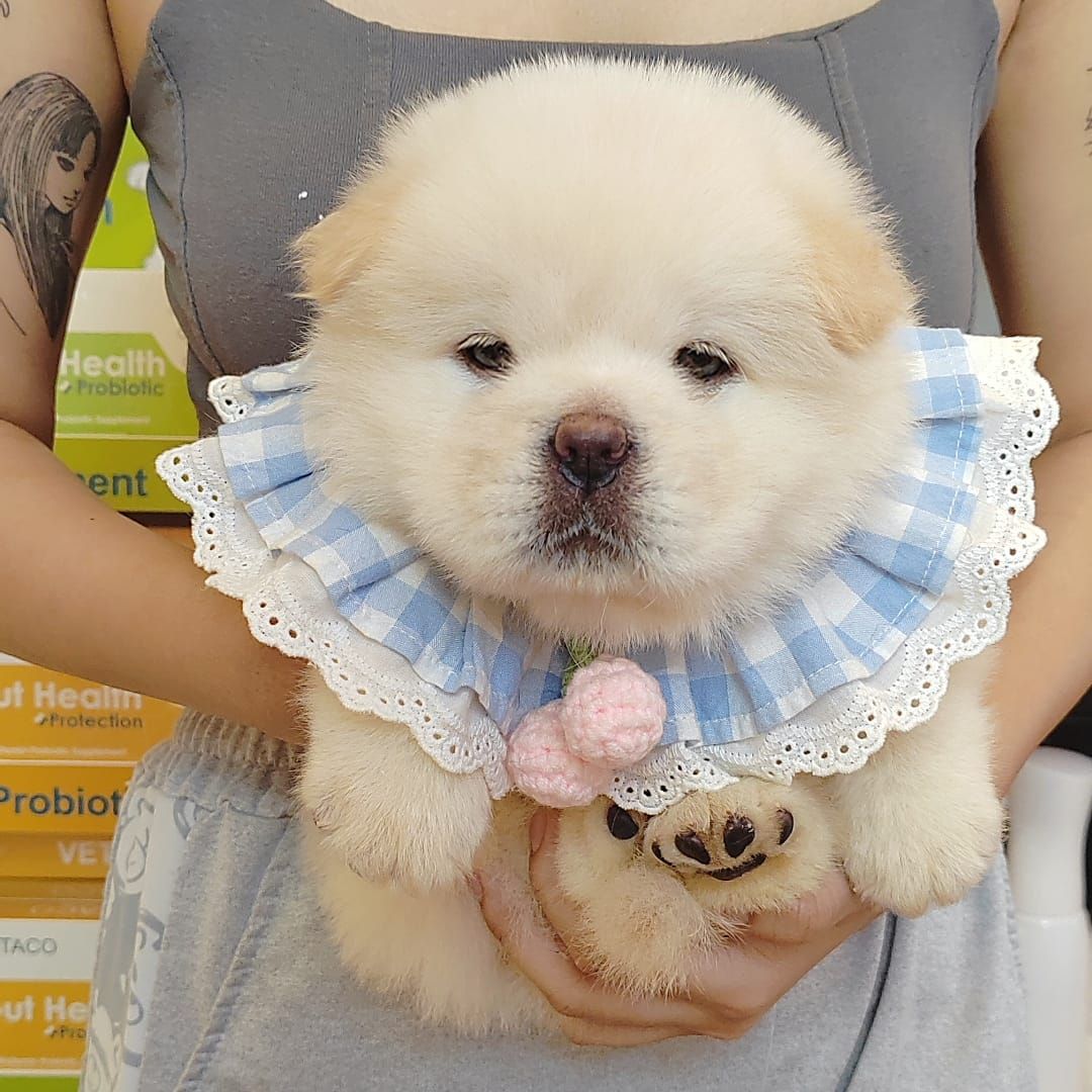 Chow Chow 松狮犬